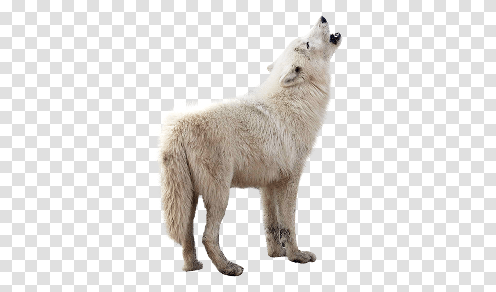 Parc Omga - Animalier Des Animaux Du Qubec Game Of Thrones Wolf, Mammal, White Dog, Pet, Canine Transparent Png