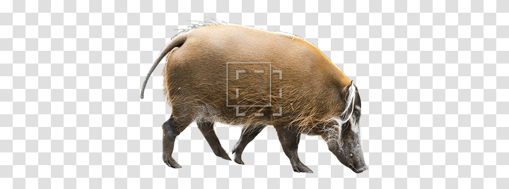 Parent Category Bison, Hog, Pig, Mammal, Animal Transparent Png