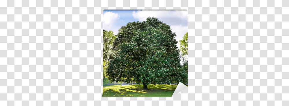 Park Group Of Trees American Holly, Plant, Oak, Grass, Sycamore Transparent Png