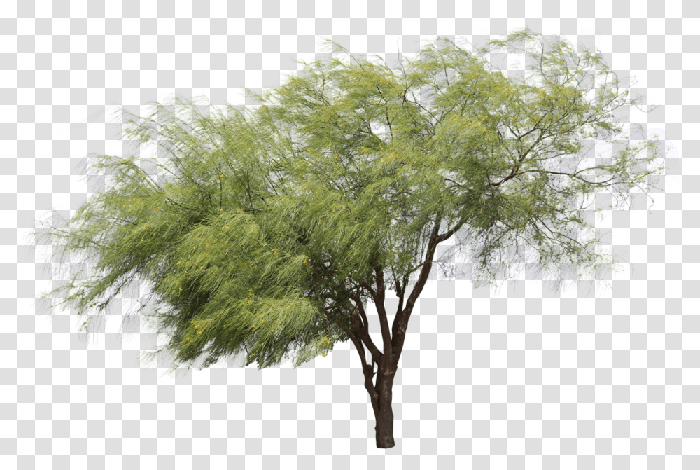 Parkinsonia Aculeata, Plant, Tree, Bush, Vegetation Transparent Png