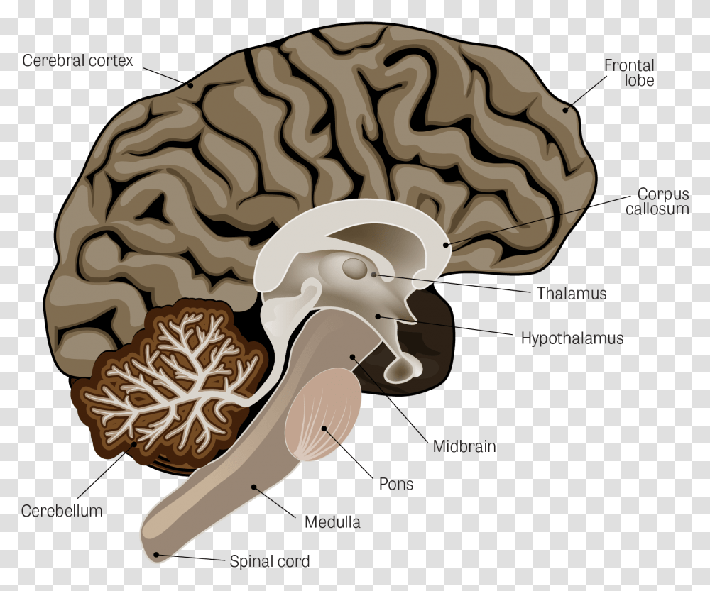 Parkinsons Brain, Plant, Key, Mushroom, Fungus Transparent Png