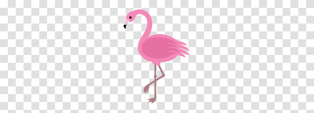 Parma Ohio, Flamingo, Bird, Animal Transparent Png