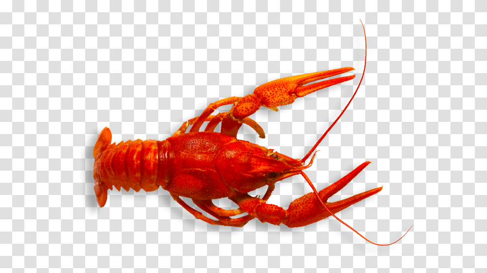 Parrans Seafood Home, Lobster, Sea Life, Animal, Crawdad Transparent Png