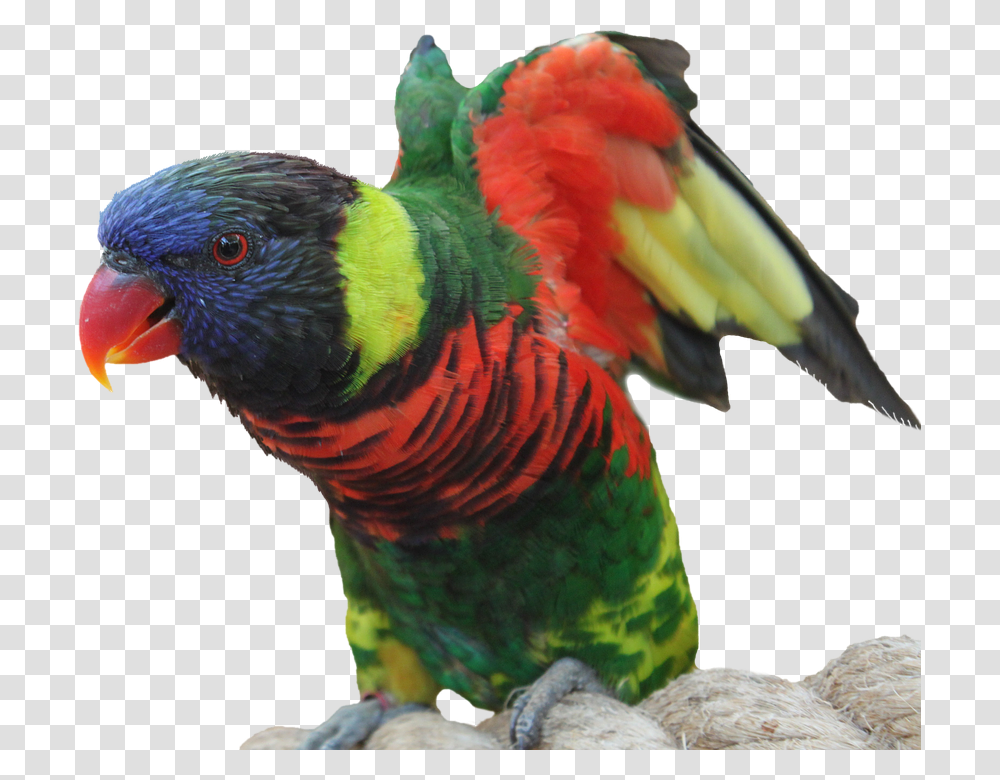 Parrot 960, Animals, Chicken, Poultry, Fowl Transparent Png