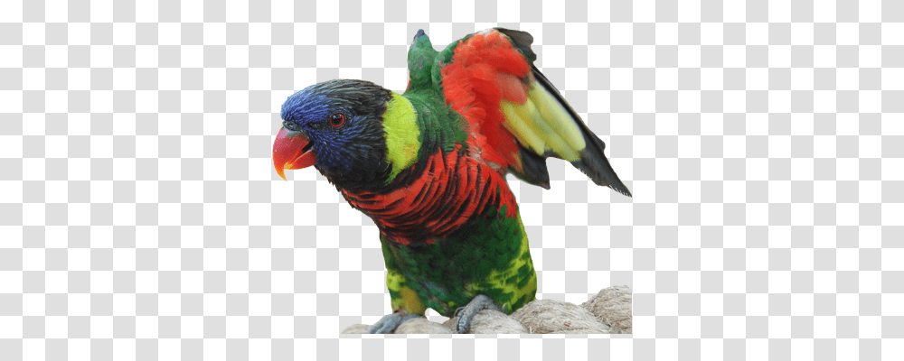 Parrot Nature, Bird, Animal, Chicken Transparent Png