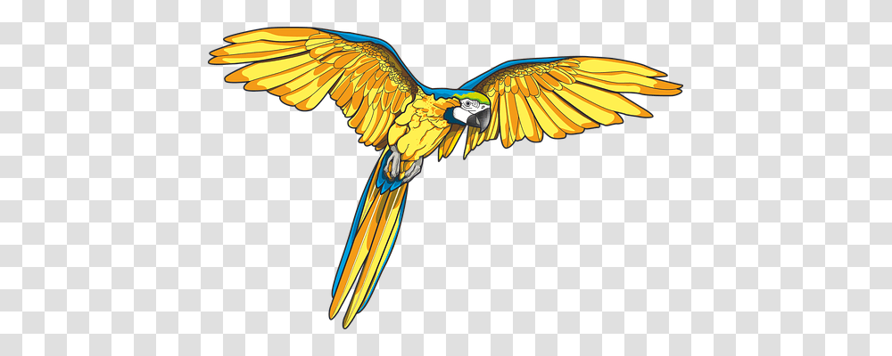 Parrot Animals, Macaw, Bird, Flying Transparent Png