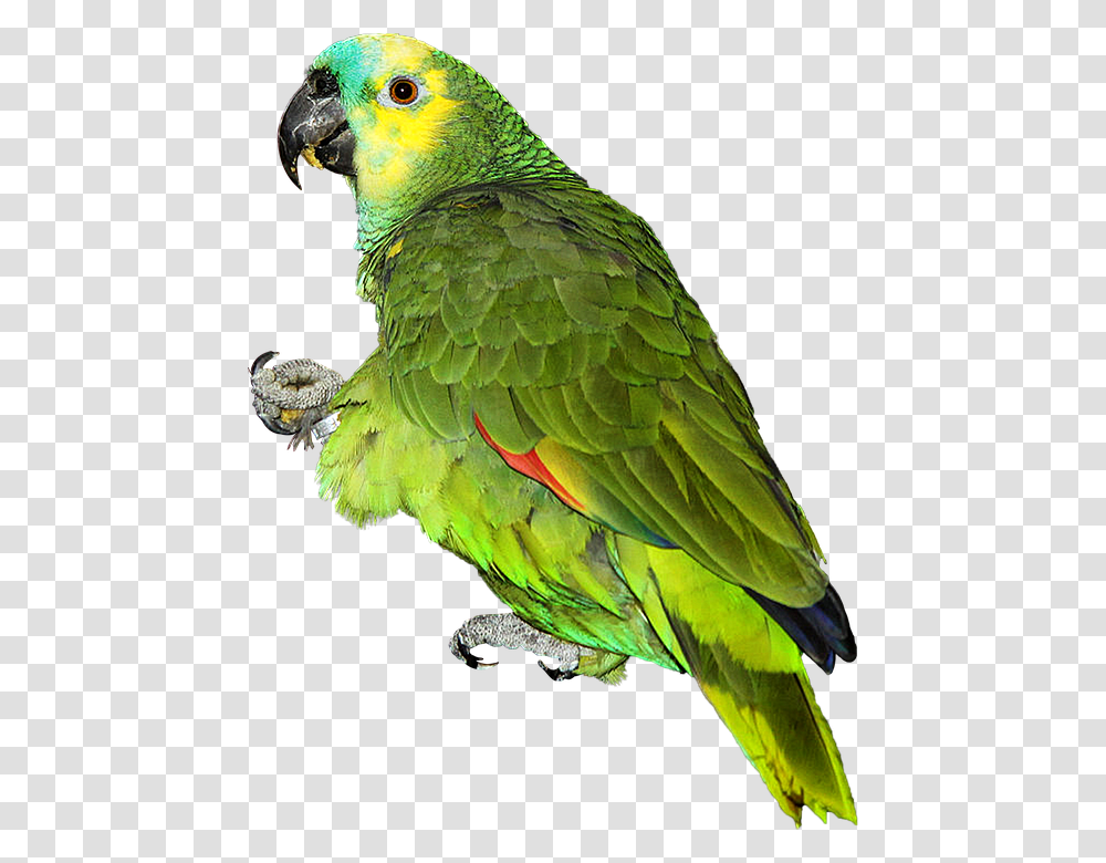 Parrot 960, Animals, Bird, Macaw, Parakeet Transparent Png