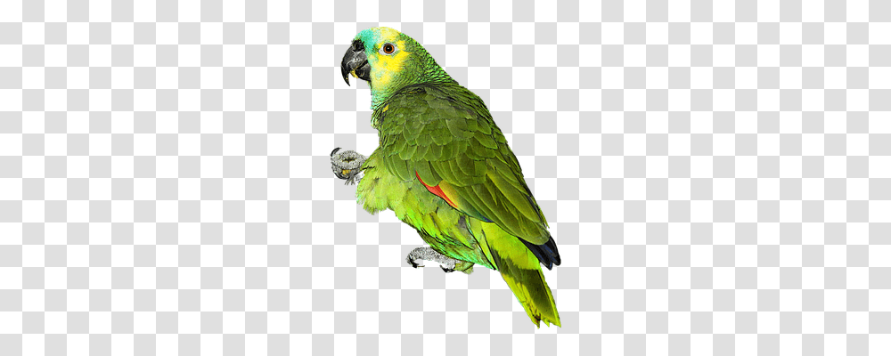 Parrot Animals, Bird, Macaw, Parakeet Transparent Png