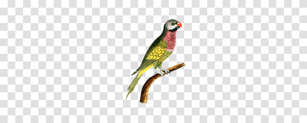 Parrot Animals, Bird, Parakeet, Beak Transparent Png