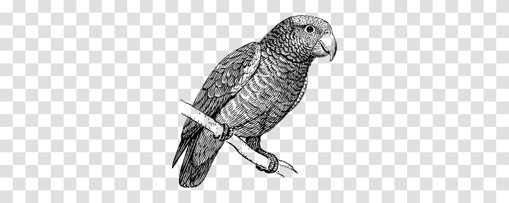 Parrot Technology, Gray, World Of Warcraft Transparent Png