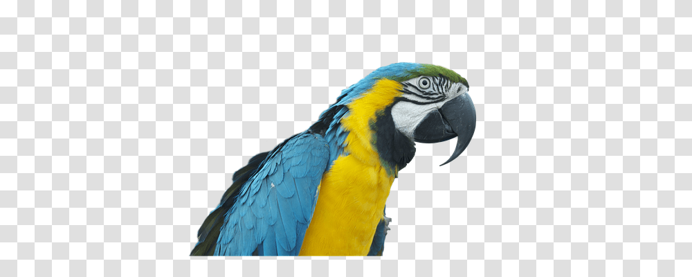 Parrot Animals, Bird, Macaw Transparent Png