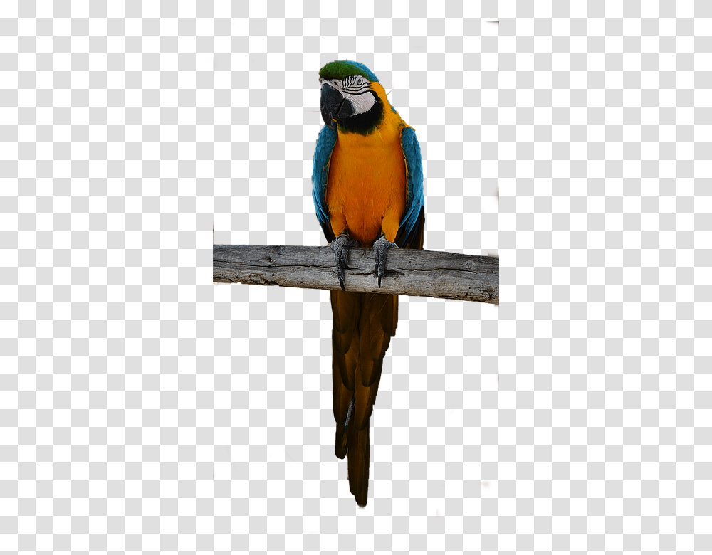 Parrot 960, Animals, Bird, Macaw Transparent Png