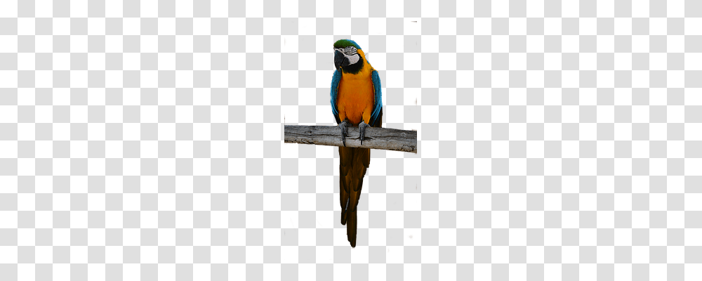 Parrot Animals, Macaw, Bird Transparent Png