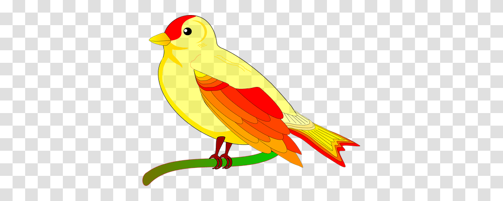 Parrot Nature, Animal, Bird, Canary Transparent Png