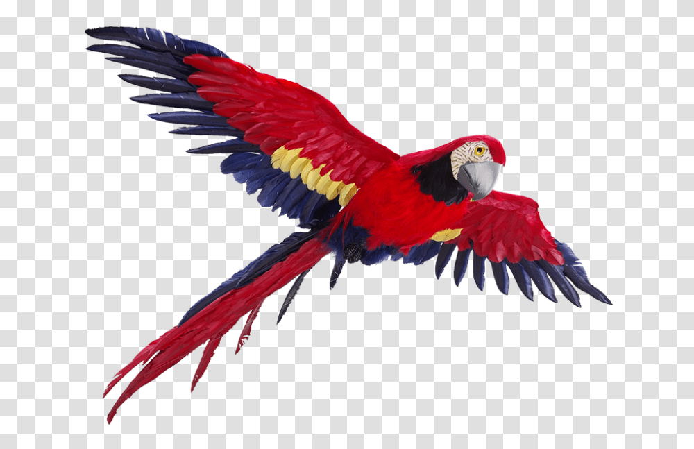 Parrot 960, Animals, Bird, Macaw Transparent Png