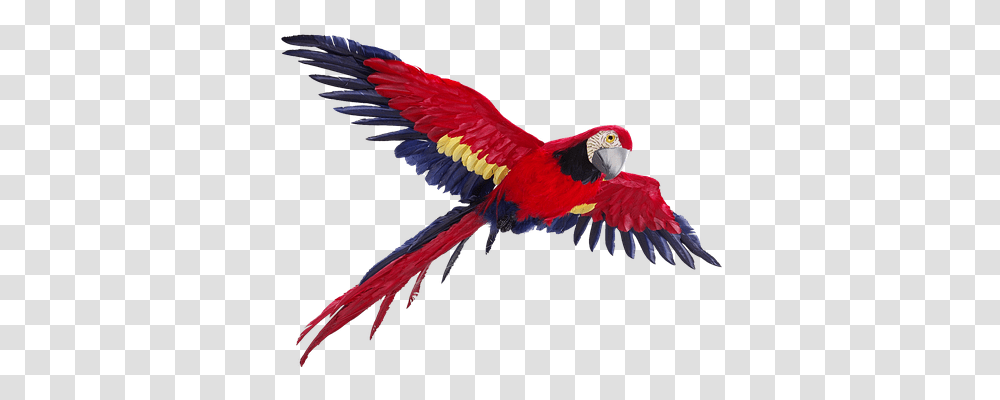 Parrot Animals, Bird, Macaw Transparent Png