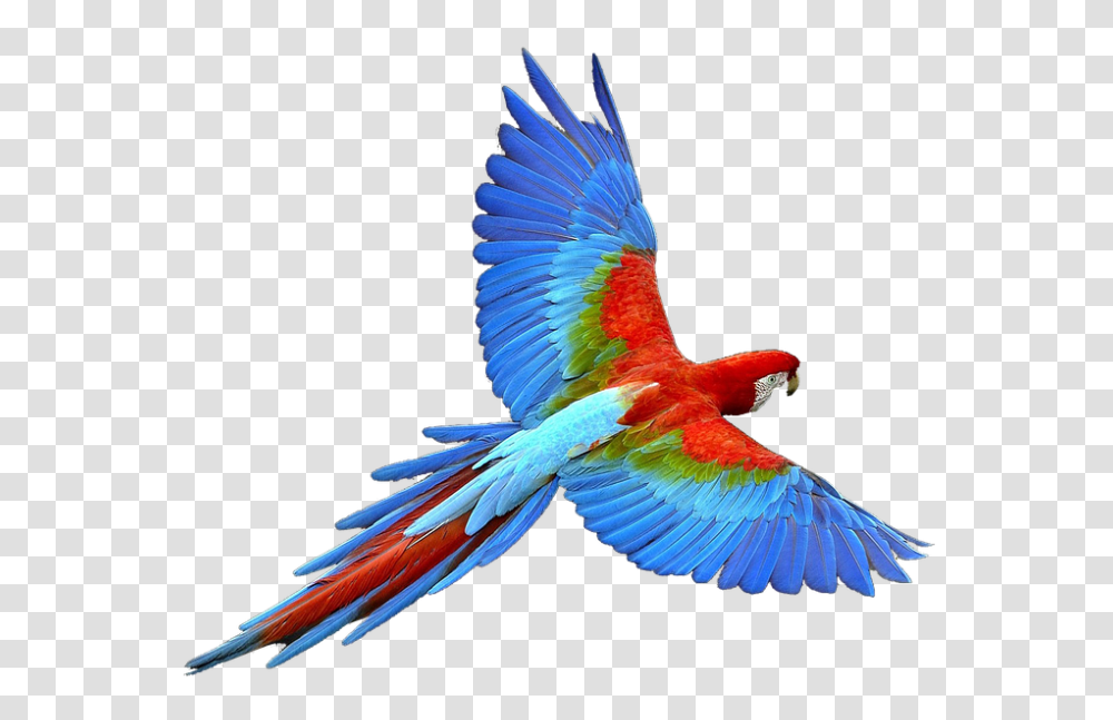 Parrot 960, Animals, Bird, Macaw Transparent Png