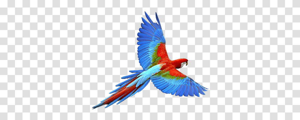 Parrot Animals, Bird, Macaw, Flying Transparent Png