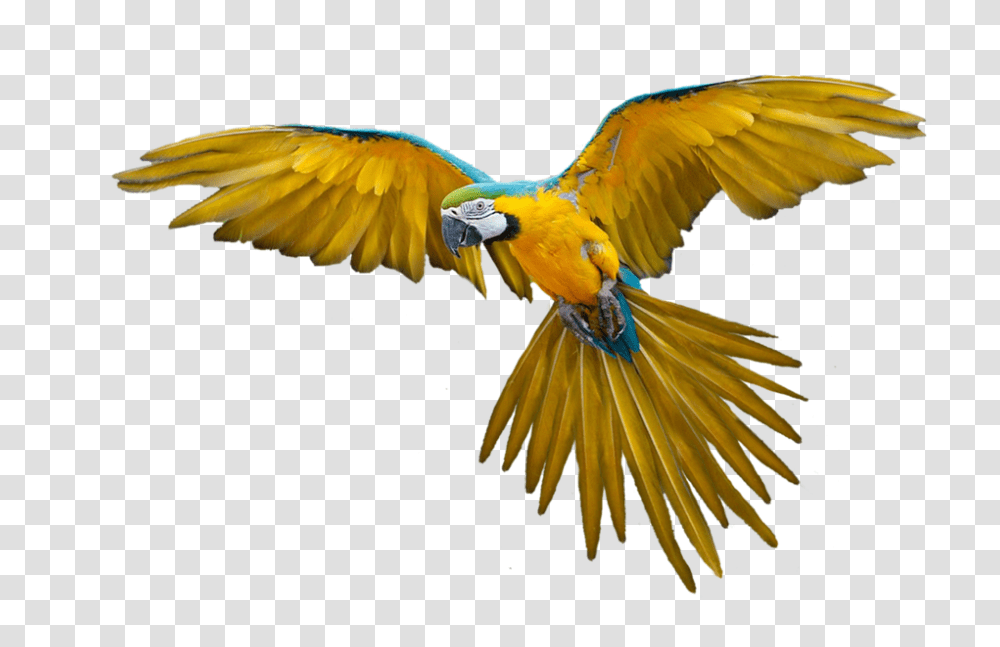 Parrot 960, Animals, Bird, Macaw, Honey Bee Transparent Png