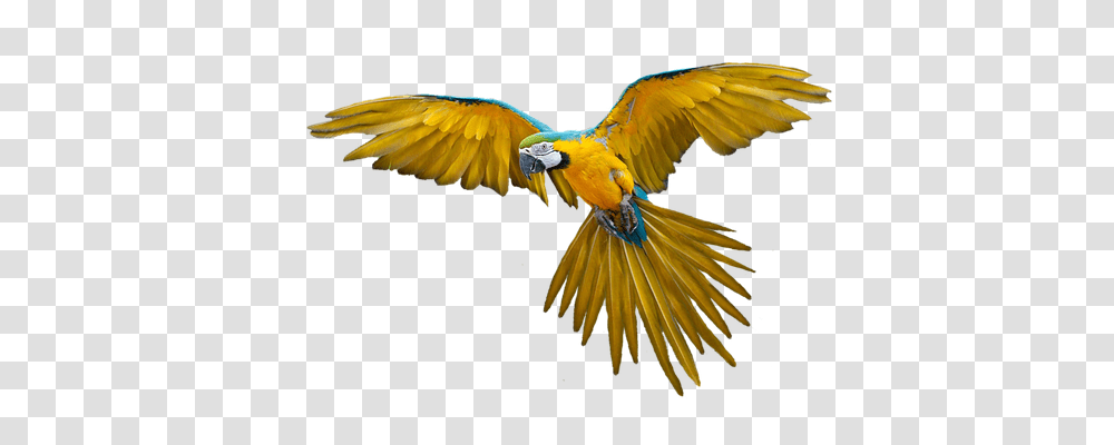 Parrot Animals, Macaw, Bird Transparent Png