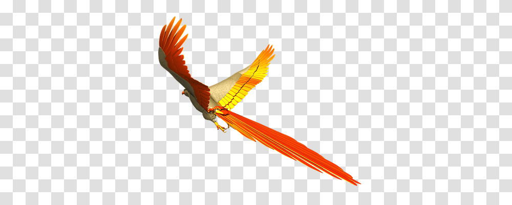 Parrot Animals, Flying, Bird, Kite Transparent Png