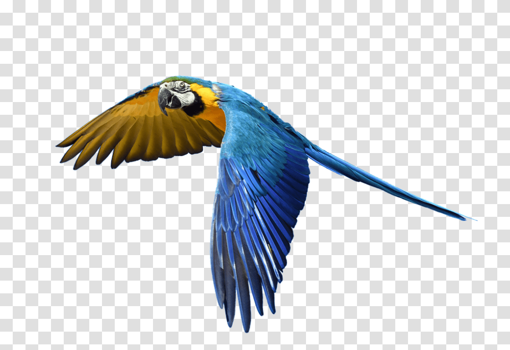 Parrot 960, Animals, Bird, Macaw Transparent Png