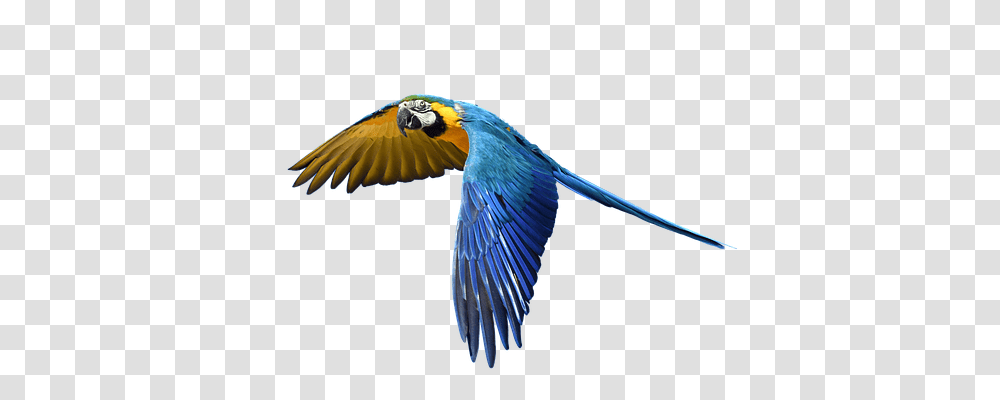 Parrot Animals, Bird, Macaw Transparent Png