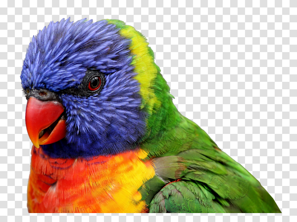 Parrot 960, Animals, Bird, Chicken, Poultry Transparent Png