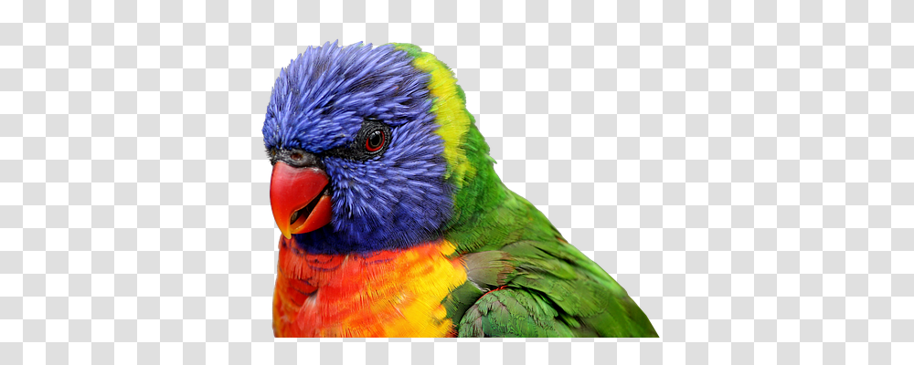 Parrot Nature, Bird, Animal, Macaw Transparent Png