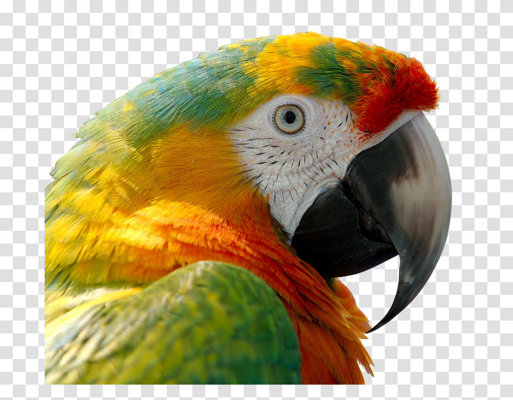 Parrot 960, Animals, Bird, Macaw Transparent Png