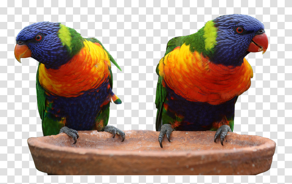 Parrot 960, Animals, Macaw, Bird, Chicken Transparent Png