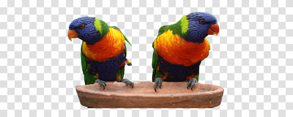 Parrot Animals, Macaw, Bird, Chicken Transparent Png