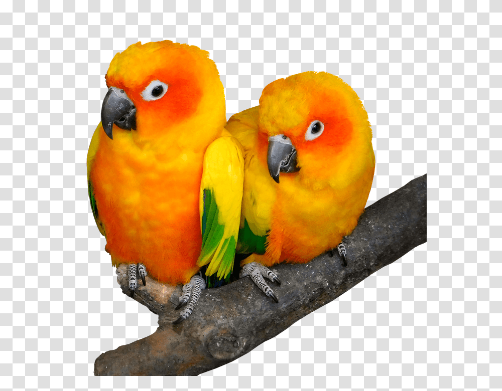 Parrot 960, Animals, Bird, Macaw, Parakeet Transparent Png