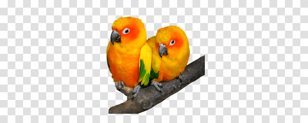 Parrot Animals, Bird, Macaw, Parakeet Transparent Png