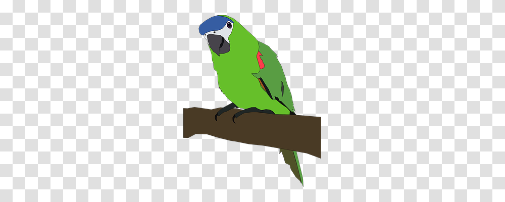 Parrot Animals, Bird, Parakeet Transparent Png