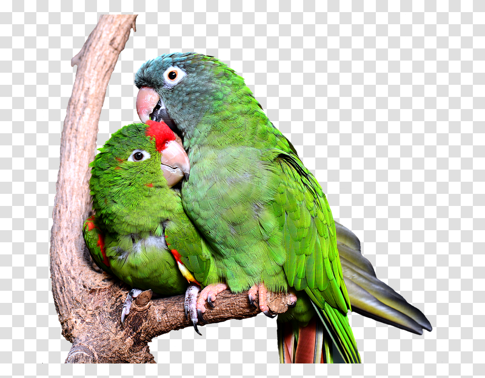 Parrot 960, Animals, Bird, Parakeet, Macaw Transparent Png