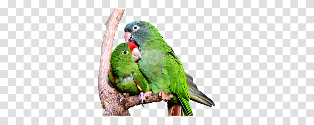 Parrot Nature, Bird, Animal, Parakeet Transparent Png