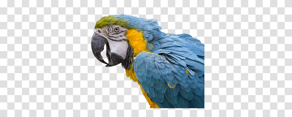 Parrot Nature, Bird, Animal, Macaw Transparent Png