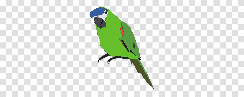 Parrot Nature, Bird, Animal, Parakeet Transparent Png
