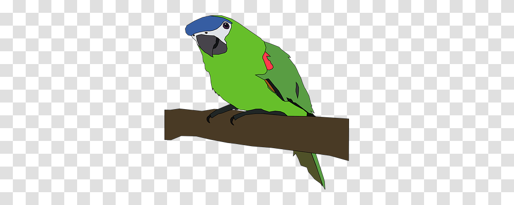 Parrot Nature, Animal, Bird, Parakeet Transparent Png