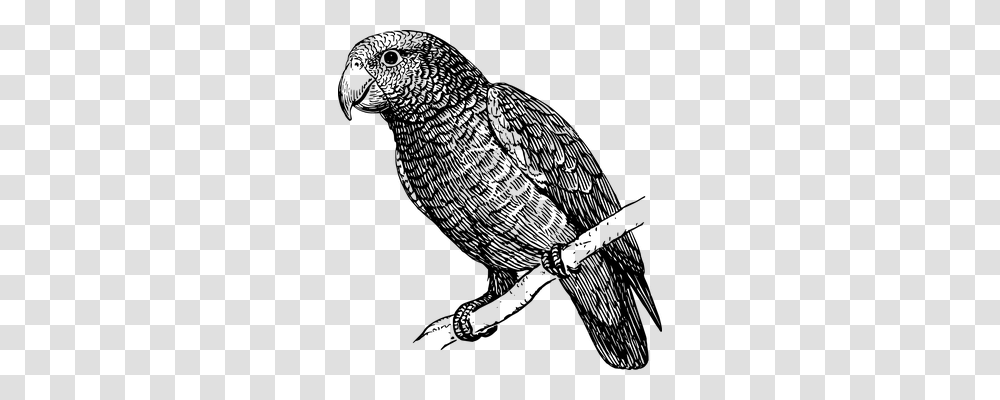 Parrot Nature, Gray, World Of Warcraft Transparent Png