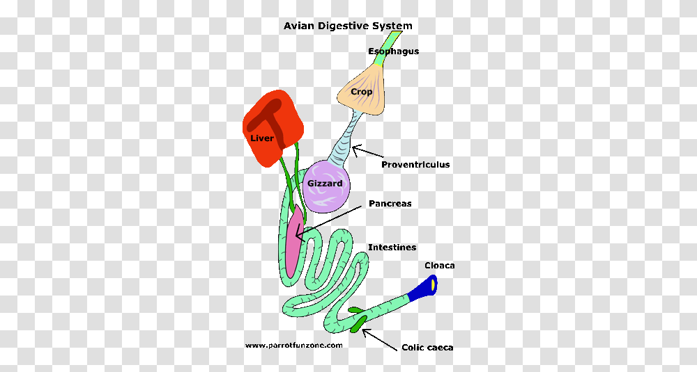 Parrot Anatomy Cockatiel Icon, Flower, Plant, Blossom, Text Transparent Png