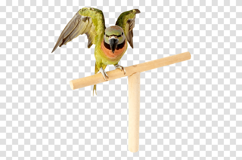 Parrot, Animals, Bee Eater, Bird, Chicken Transparent Png