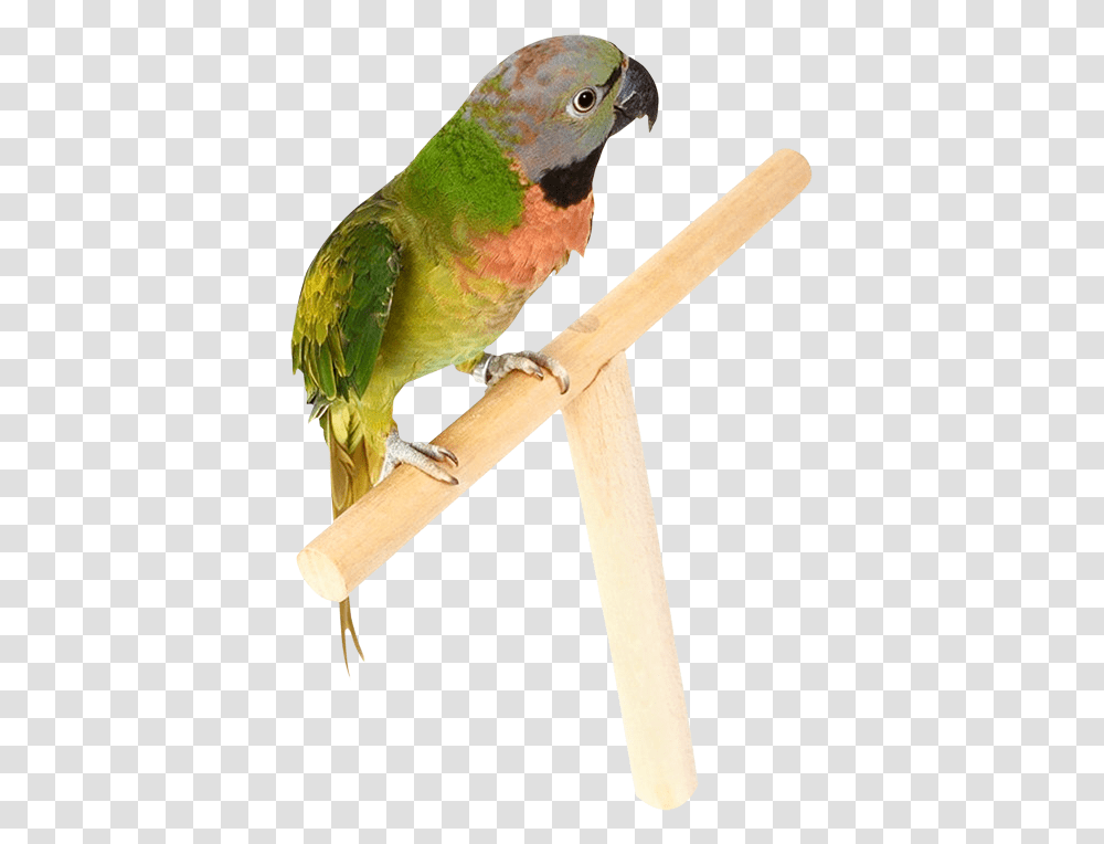 Parrot, Animals, Bird, Bee Eater, Axe Transparent Png