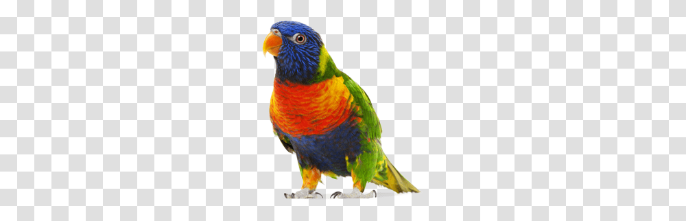 Parrot, Animals, Bird, Chicken, Poultry Transparent Png