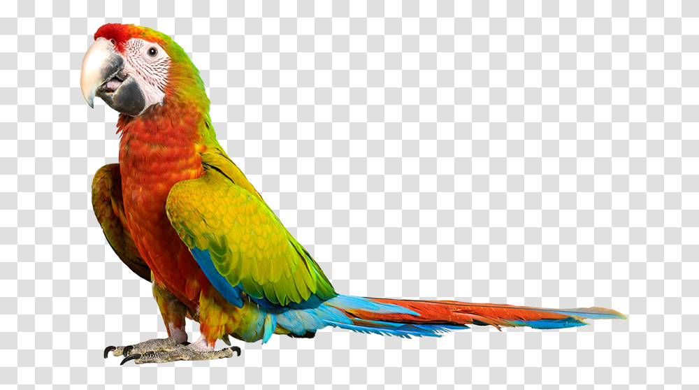 Parrot, Animals, Bird, Chicken, Poultry Transparent Png