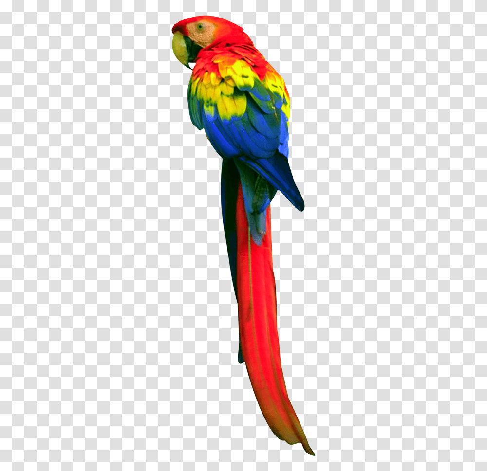 Parrot, Animals, Bird, Apparel Transparent Png