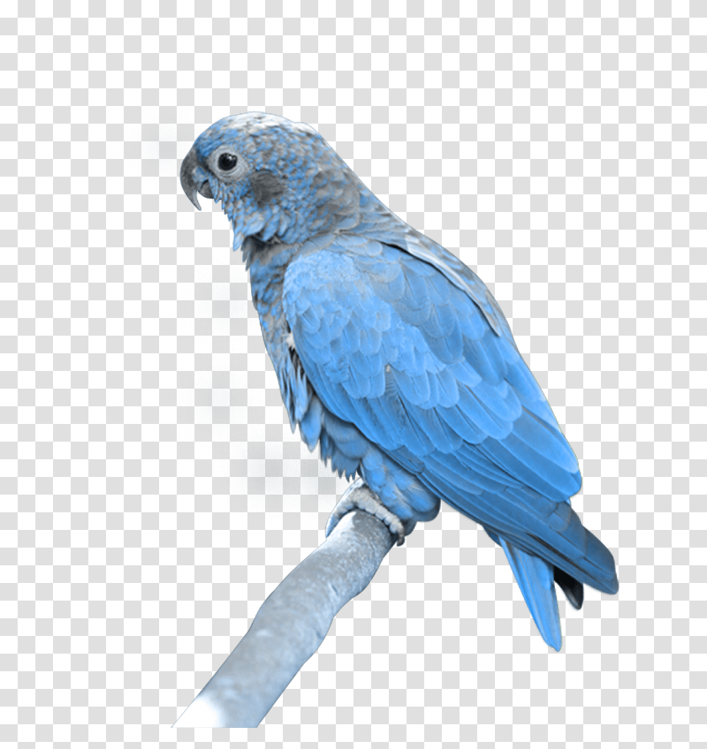 Parrot, Animals, Bird, Cockatoo Transparent Png