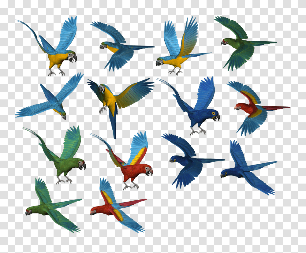 Parrot, Animals, Bird, Flying, Macaw Transparent Png