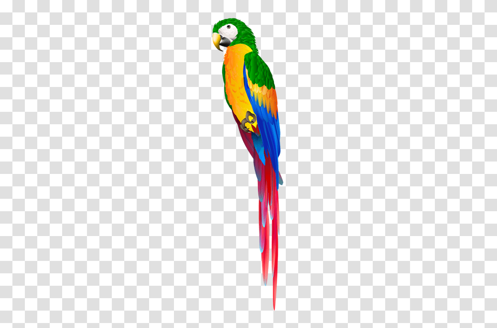 Parrot, Animals, Bird, Flying Transparent Png